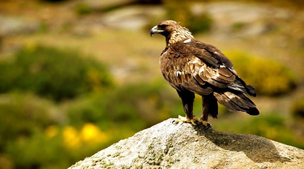 National-Animals-Golden-Eagle-Mexico